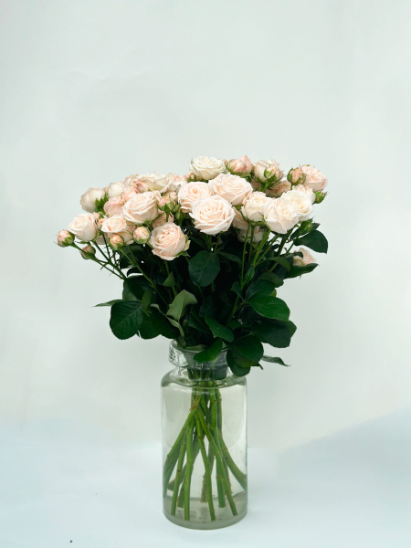 Роза кустовая пионовидная (кремовая)